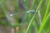 Lestes sponsa