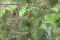 Sympetrum striolatum