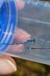 Coenagrion scitulum