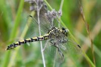 Onychogomphus forcipatus