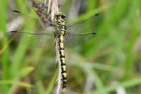 Onychogomphus forcipatus