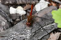 Sympetrum sanguineum