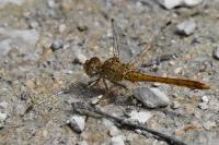 Sympetrum meridionale