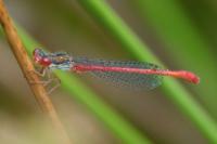 Ceriagrion tenellum