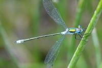 Lestes sponsa