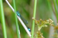 Ischnura elegans