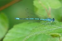 Coenagrion puella