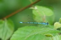 Coenagrion puella