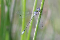 Lestes sponsa