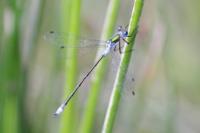 Lestes sponsa