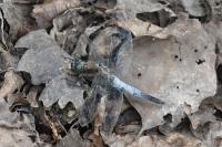 Orthetrum cancellatum