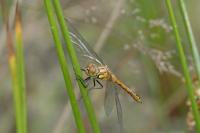 Sympetrum sanguineum