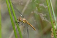 Sympetrum sanguineum
