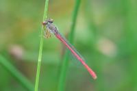 Ceriagrion tenellum