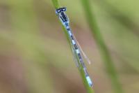 Coenagrion scitulum