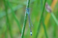 Ischnura elegans