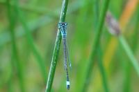 Ischnura elegans