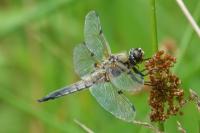 Libellula quadrimaculata