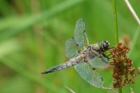 Libellula quadrimaculata