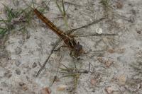 Orthetrum coerulescens