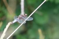 Libellula depressa