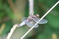 Libellula depressa