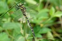 Cordulegaster boltonii