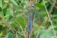 Anax imperator