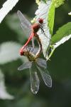 Sympetrum sanguineum