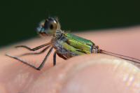 Chalcolestes viridis