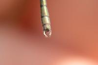 Chalcolestes viridis