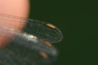 Chalcolestes viridis