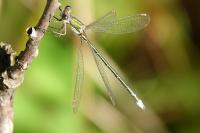 Lestes virens