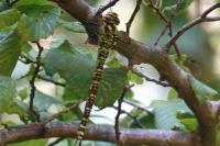 Aeshna cyanea