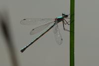 Lestes virens