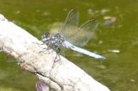 Orthetrum coerulescens