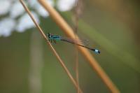 Ischnura elegans