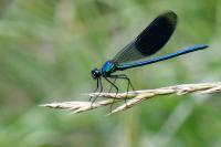 Calopteryx splendens