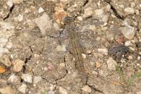 Orthetrum brunneum