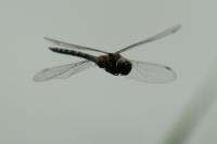 Aeshna mixta