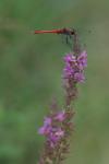 Sympetrum sanguineum