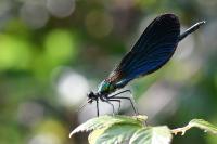 Calopteryx virgo