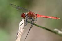 Sympetrum sanguineum