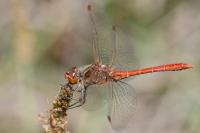 Sympetrum meridionale