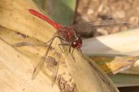 Sympetrum sanguineum