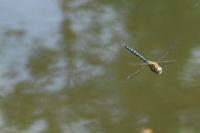 Aeshna mixta