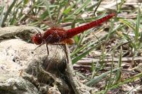 Crocothemis erythraea