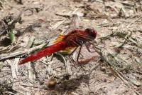 Crocothemis erythraea