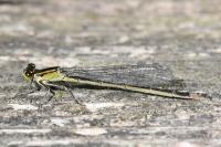 Ischnura elegans