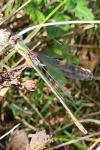 Chalcolestes viridis